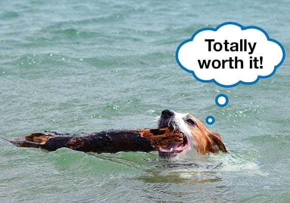 Jack Russell Terrier swimming in lake with large wood stick in mouth