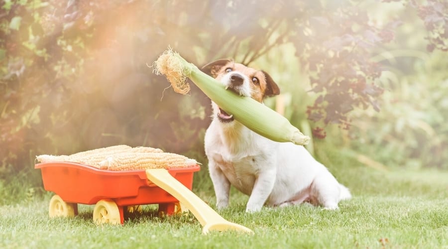 Jack Russel With Fresh Vegetable in Mouth