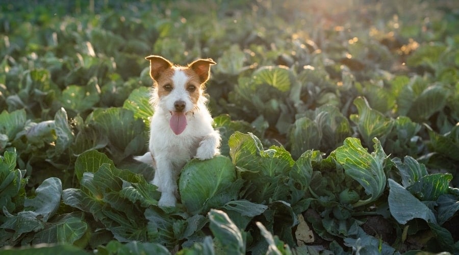 Jack Russell Among Field of Green Leaf Vegetables