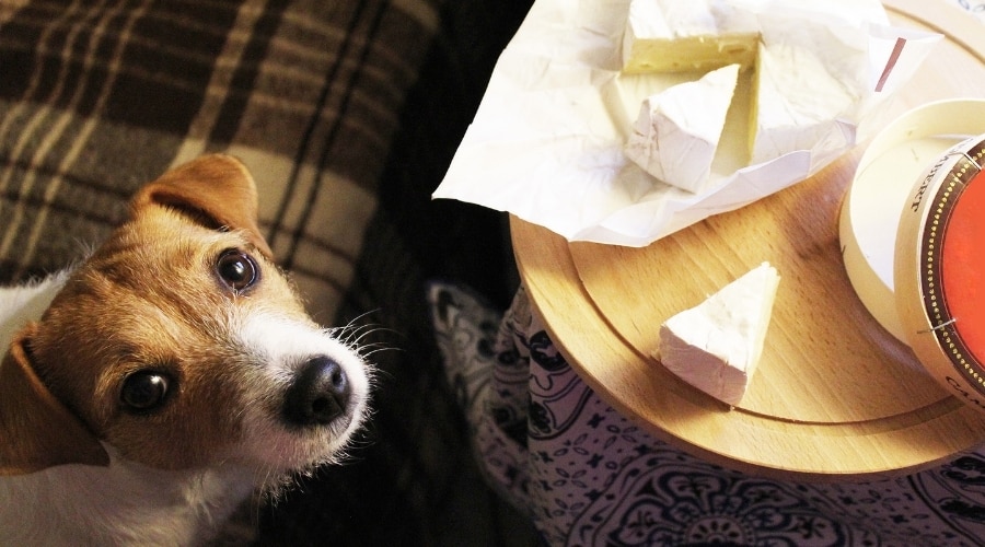 Jack Russell Begging for Brie