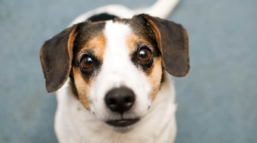 Jack Russell Begging for Food