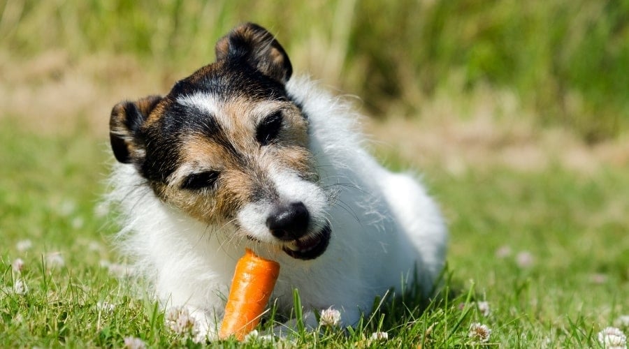 Jack Russell Chewing on Orange Vegetable