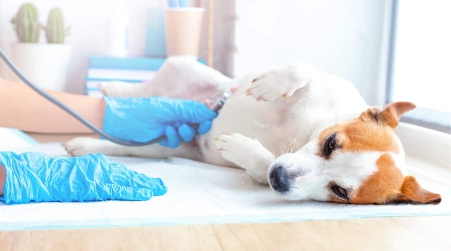 Jack Russell Gets His Tummy Checked by Vet