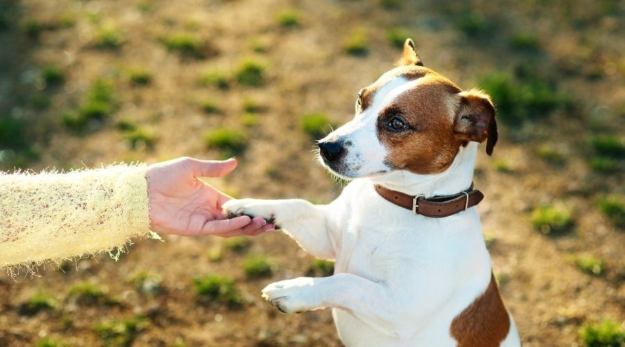 Jack Russell Pawing Owner
