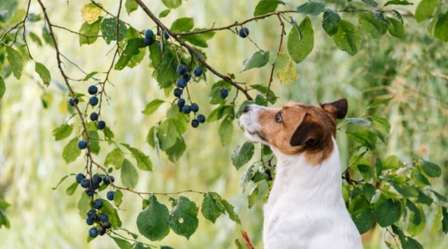 Jack Russell dog reaching for plums on a tree