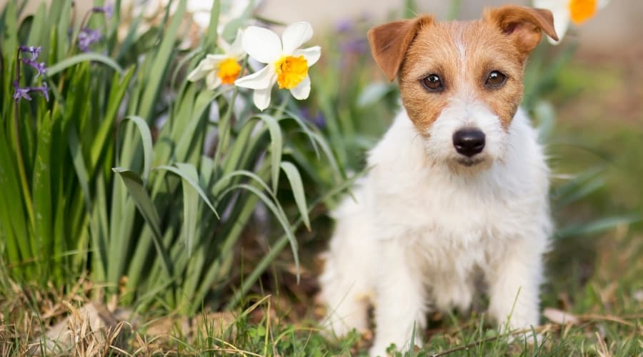 Jack Russell Standing Next to Flowers