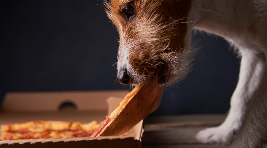 Jack Russell Taking a Slice of pizza.