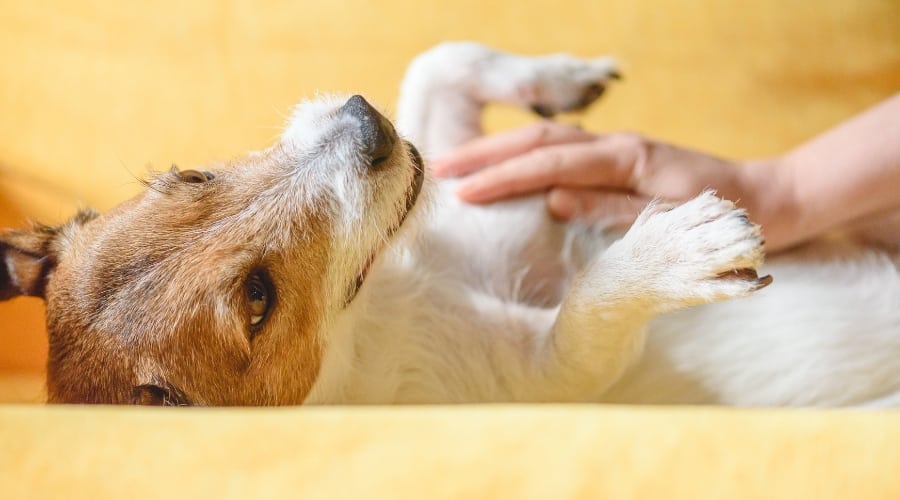 Jack Russell Terrier Getting Pet