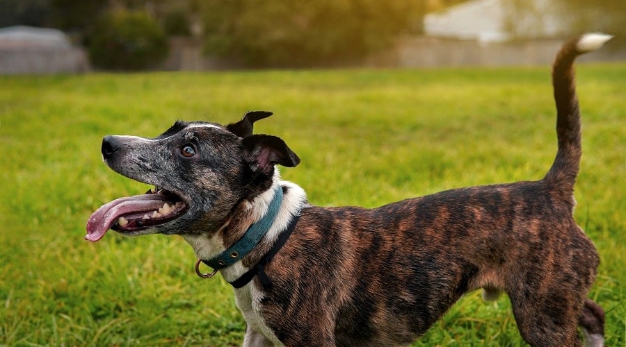 Jack Russell Terrier Pitbull