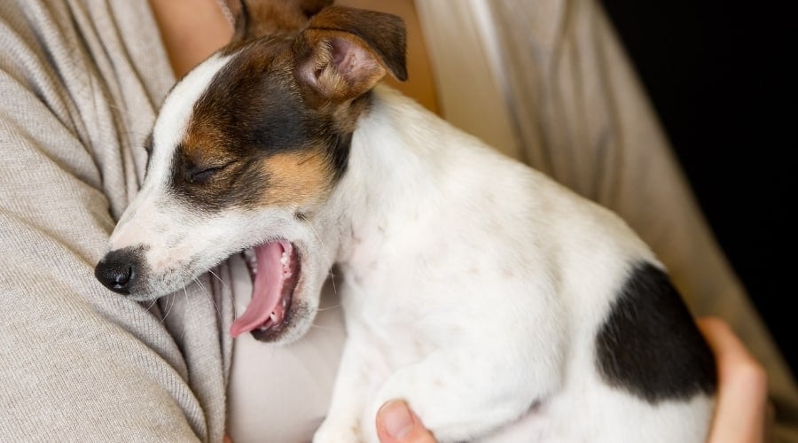 Jack Russell Terrier Yawning With Human Being