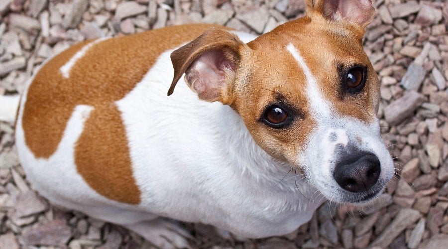 Jack Russell Terrier on Rocks
