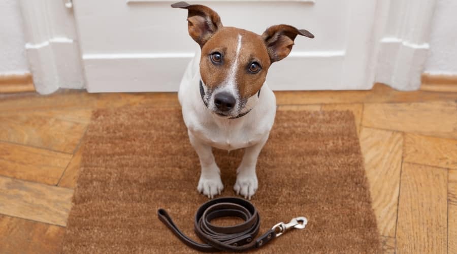 Dog sitting by the door waiting to go on a walk.