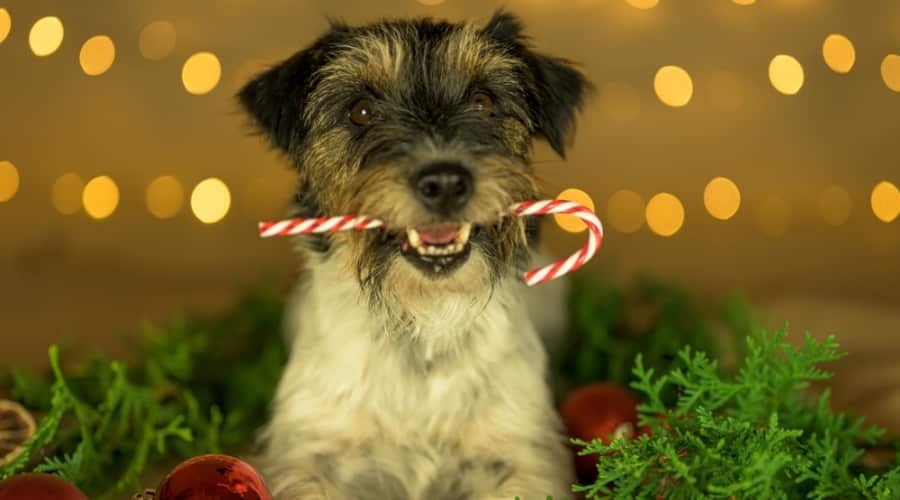 Jack Russell With Candy Cane in its Mouth