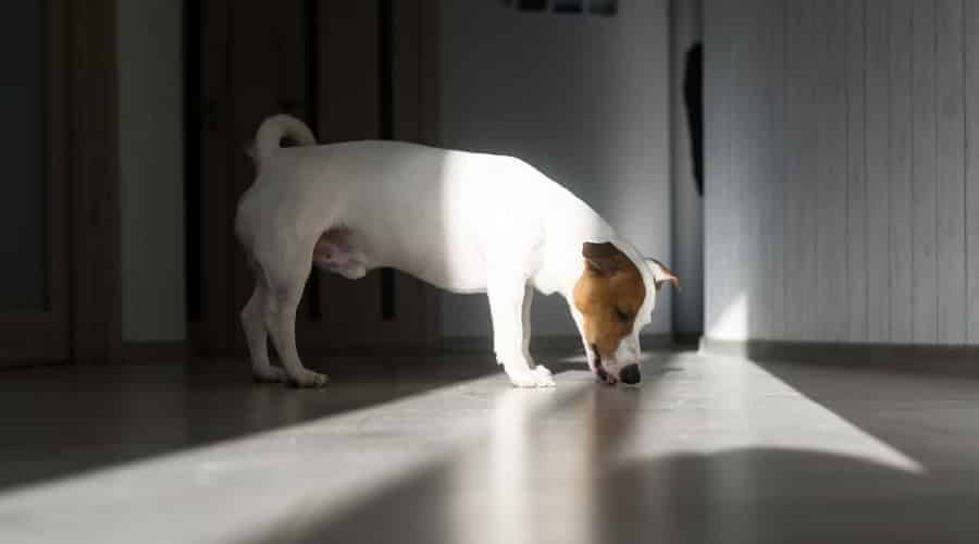 Jack Russell With His Tongue on the Floor