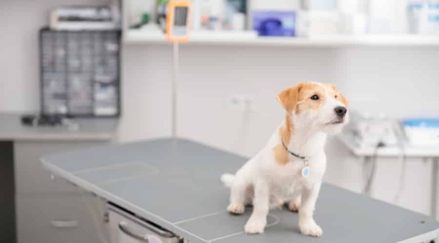 Jack Russell at the Vet