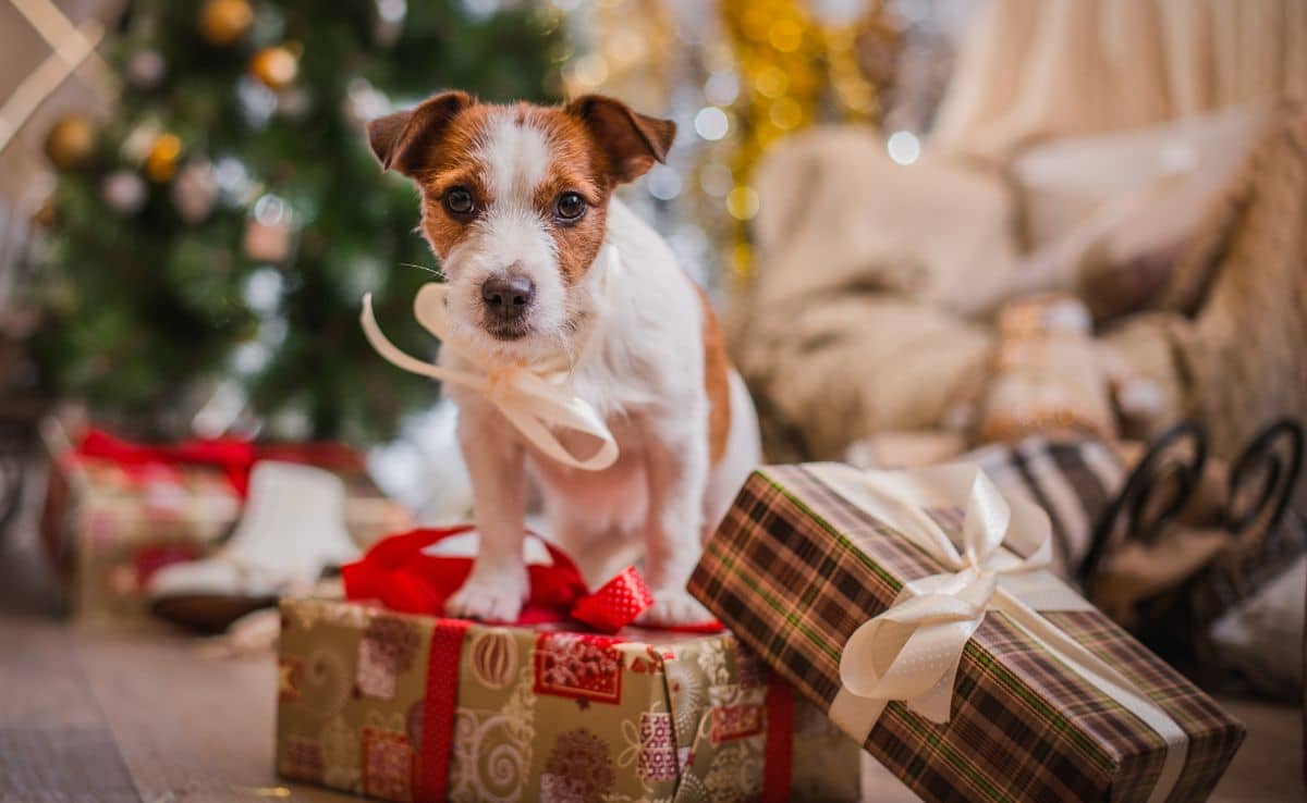 Jack Russell dog at the Christmas tree standing on top of present with bow around neck