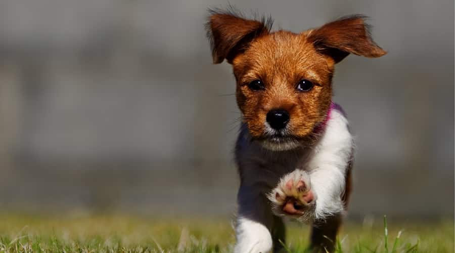 Jack Tzu