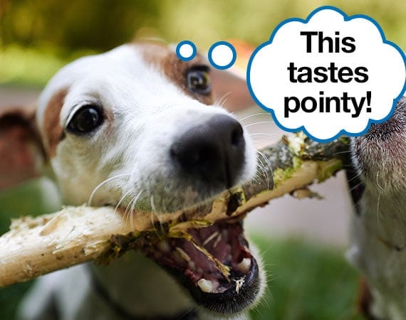 Jack Russel chewing on wood and getting splinters of wood in mouth