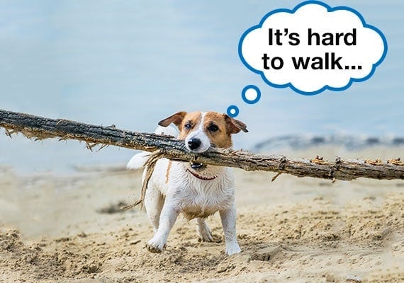 Jack Russell Terrier carrying wooden stick that is far too big for him on beach