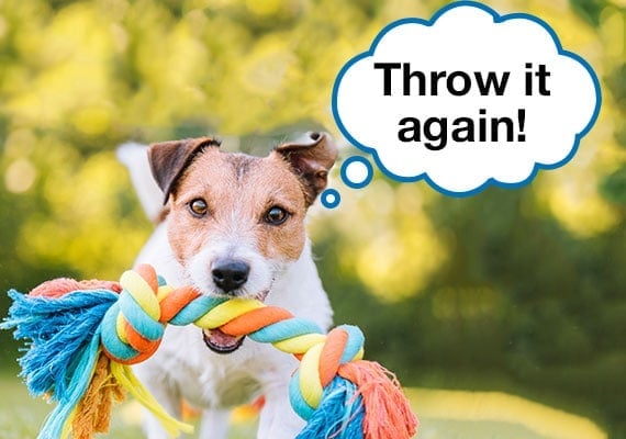 Jack Russell Terrier playing fetch with rope dog toy