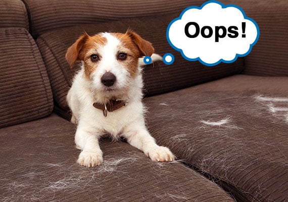 Jack Russel Terrier shedding hair all over brown couch cushions