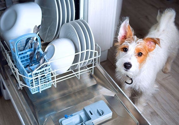 Jack Russell using a dishwasher to clean his dog bowl