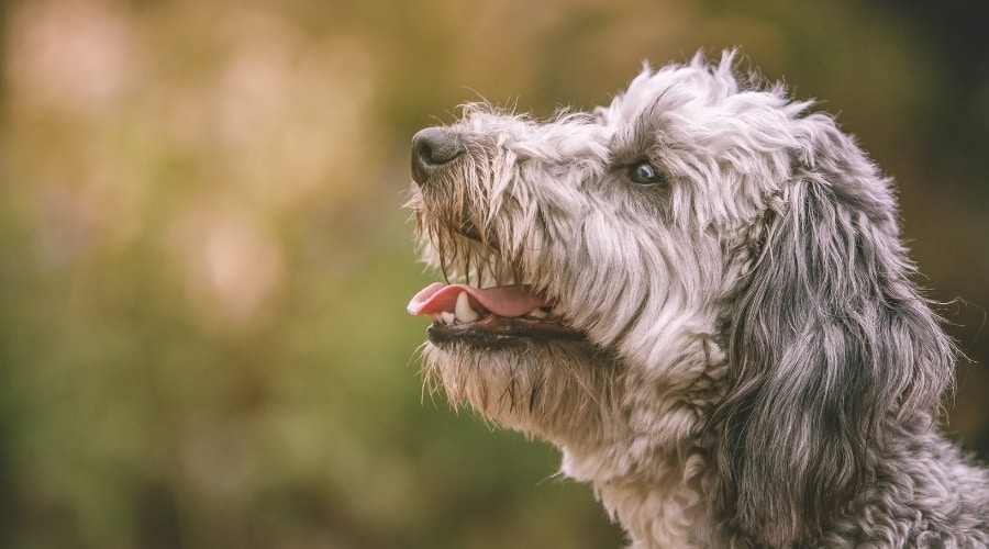 Jackapoo Dog