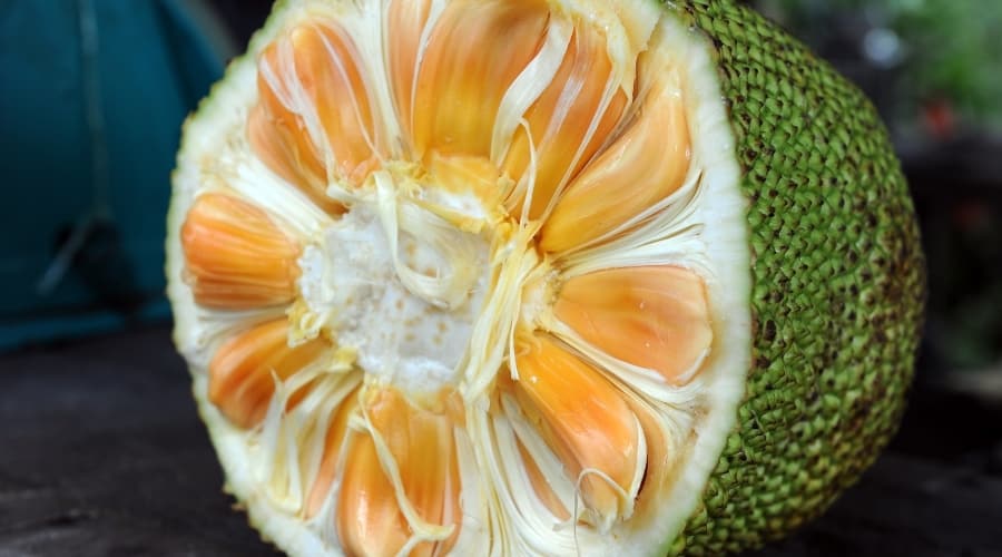 Jackfruit cut in Half