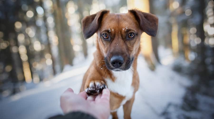 Jackshund Dog in Snow