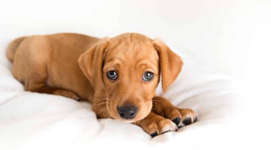 Jackshund Mix Puppy