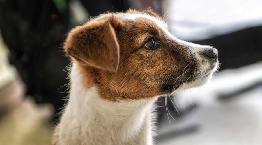 Jackshund Puppy