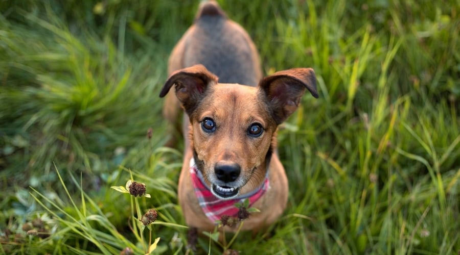 Jackshund playing in grass