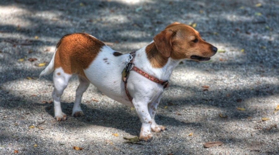 Jackshund walking outside in fall