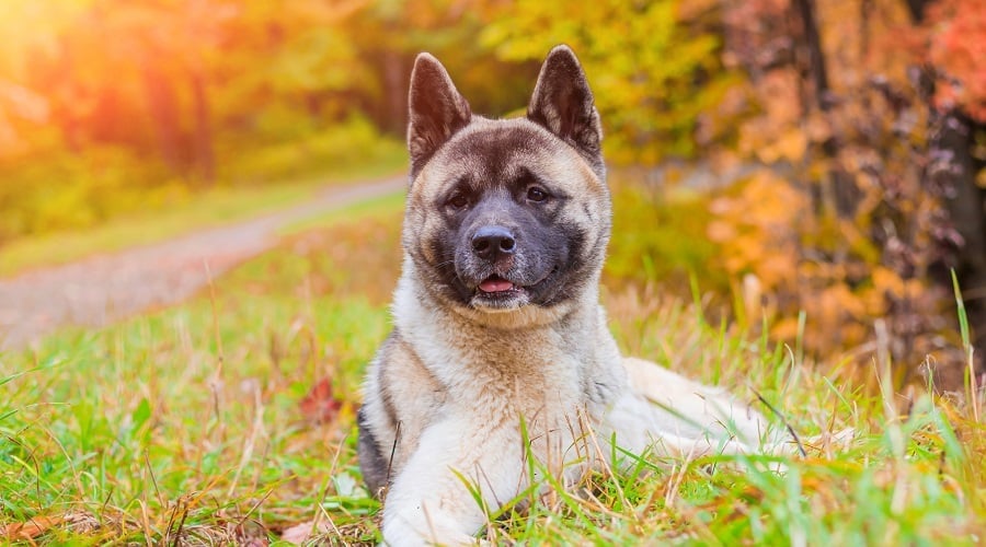 Japanese Akita