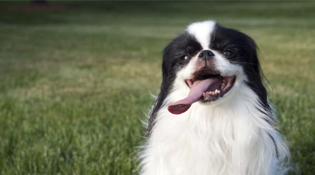 Japanese Chin sitting outside in grass with tongue out