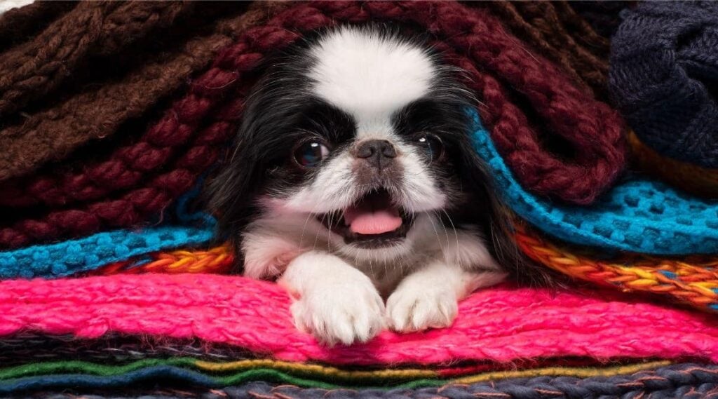 Japanese Chin puppy under a blanket