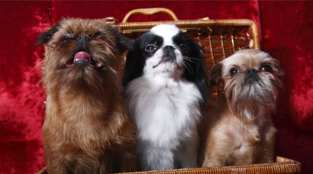 Three colors of Japanese Chin sitting in a basket with red velvet background