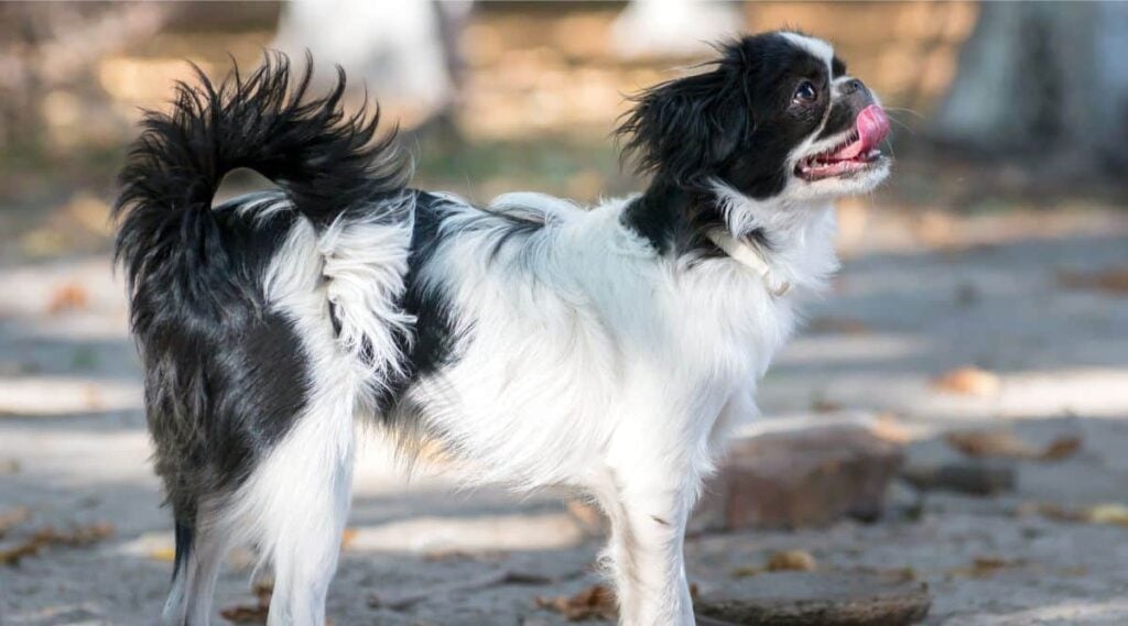 Japanese Chin standing outside with fur that needs grooming