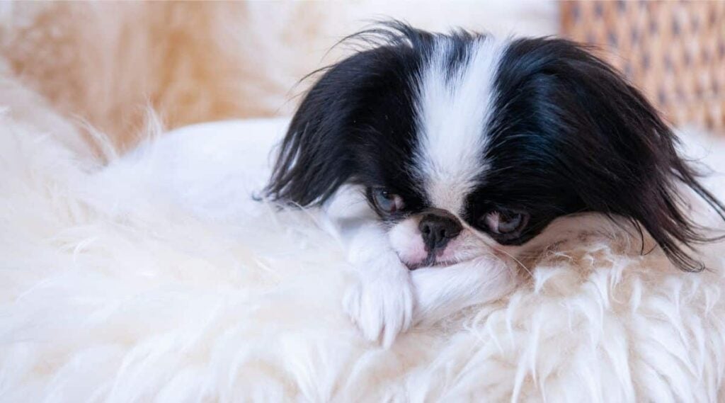 Japanese Chin sick laying on a white fur blanket