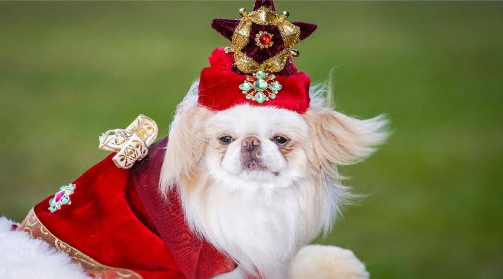 Japanese Chin with imperial hat and coat on
