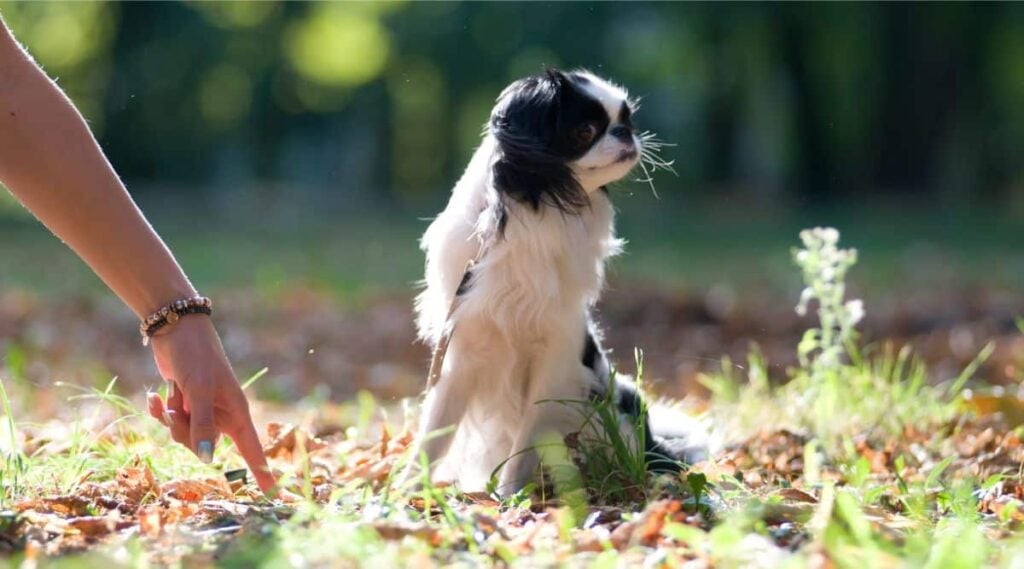 Japanese Chin sitting outside with a person's hand trying to get the dog to train