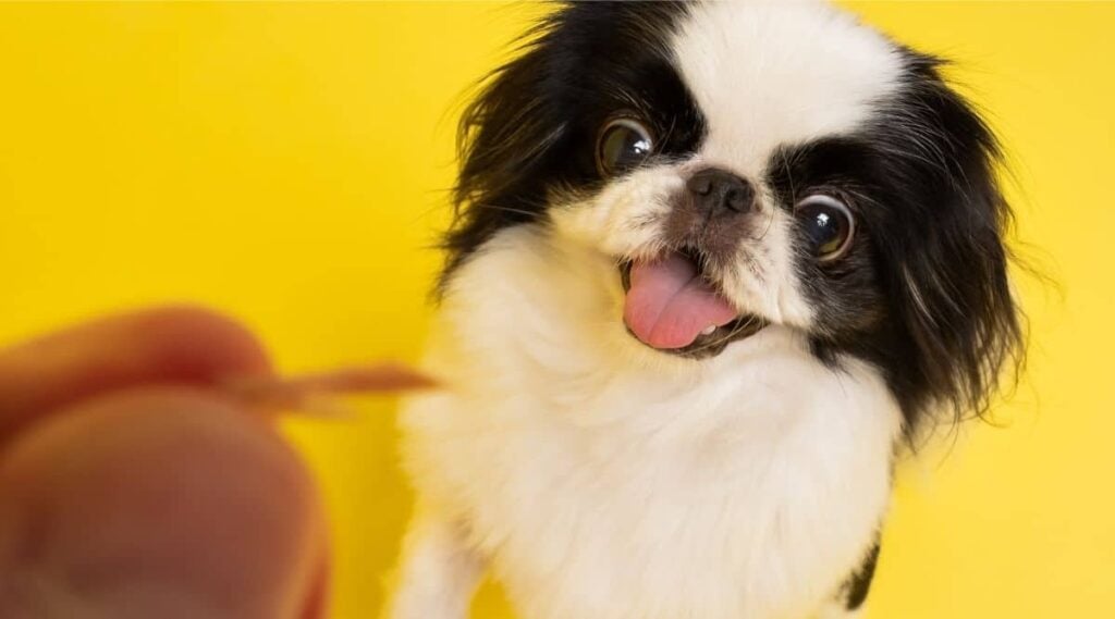 Japanese Chin trying to get a piece of food in hand on a yellow background