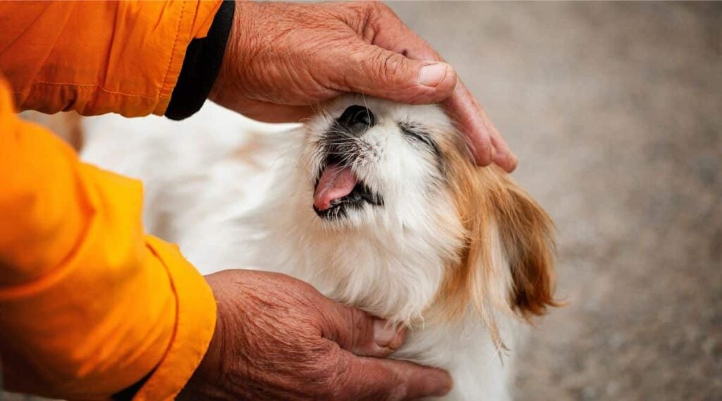 Japanese Chin rescue with person holding dog's head