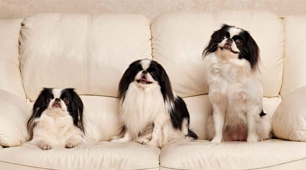 Three Japanese Chin sitting on sofa