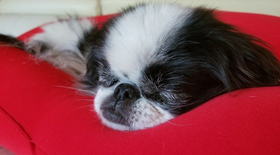 Japanese Chin Sleeping