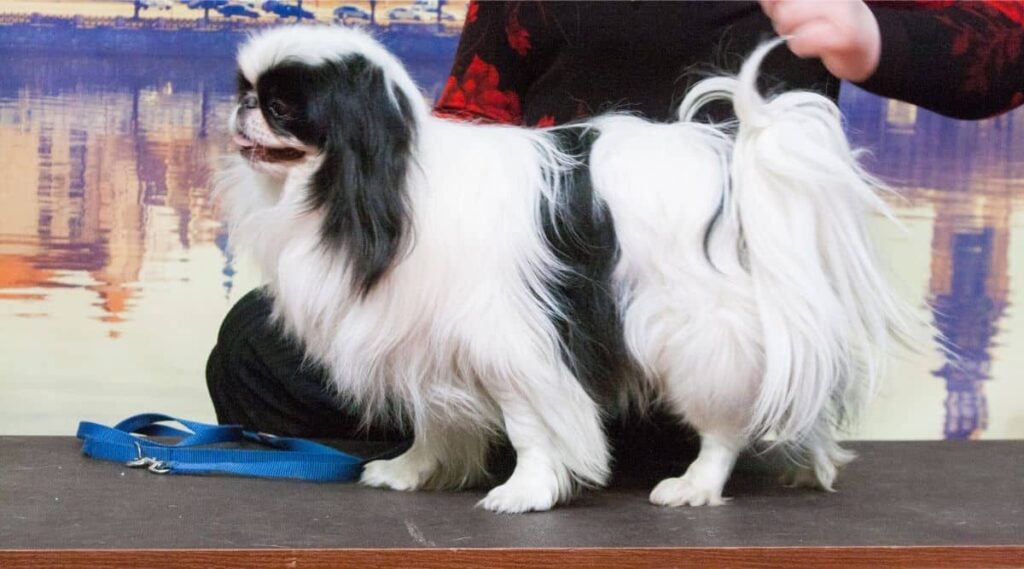 Japanese Chin at a dog show with trainer on a table
