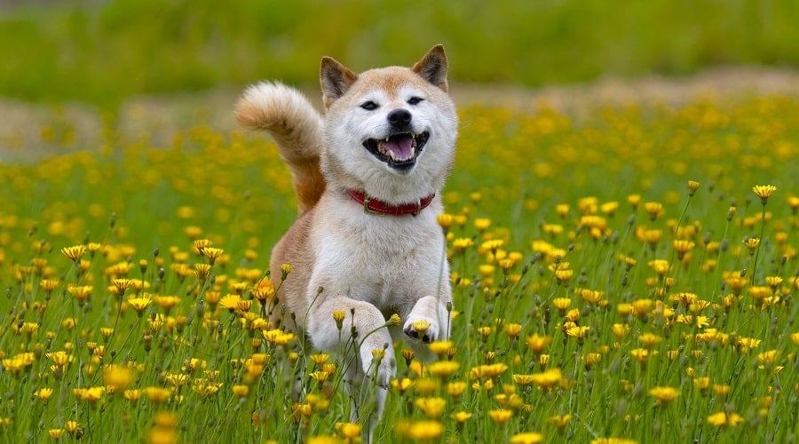 Japanese Shiba Inu