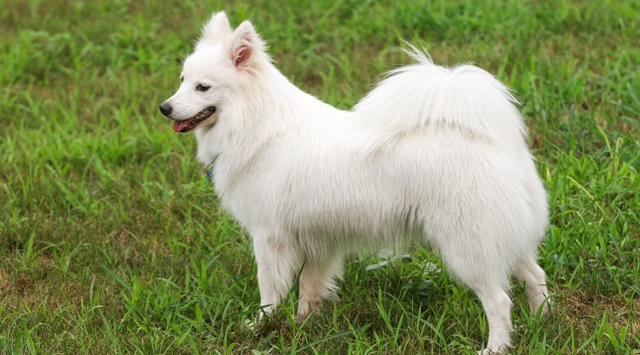 Japanese Spitz in Grass