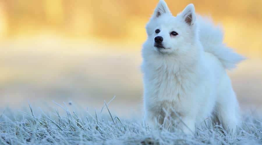 Japanese Spitz