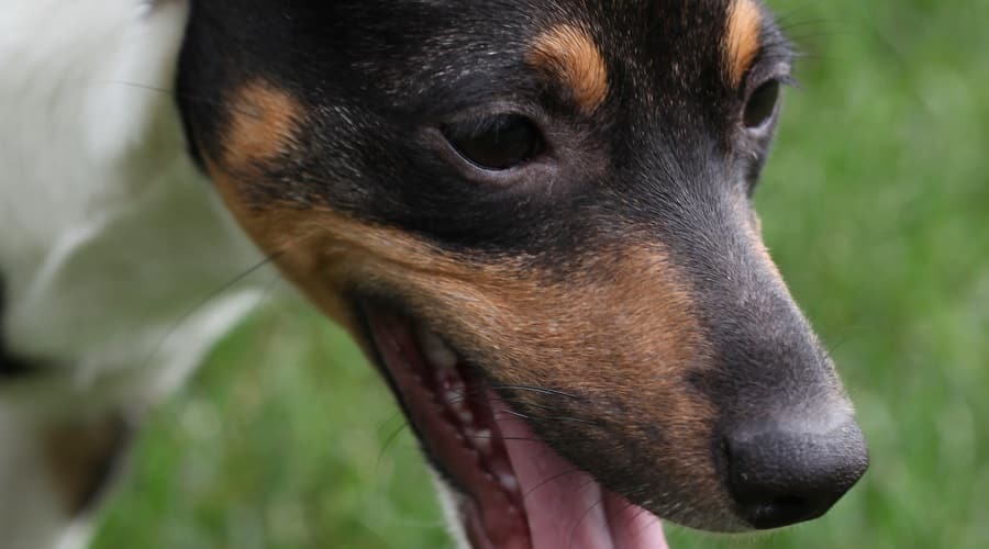 Japanese Terrier